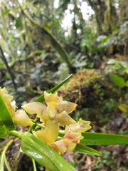 Epidendreae