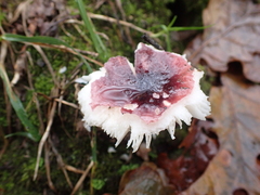 Fungi
