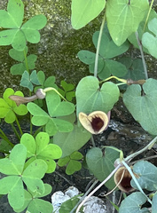 Aristolochia baetica