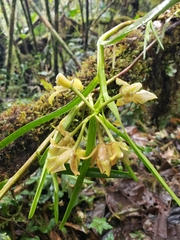 Epidendreae