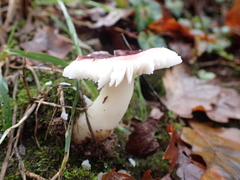 Fungi