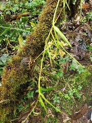 Epidendreae