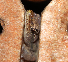 Lepidodactylus lugubris