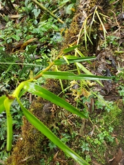 Epidendreae