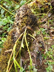 Epidendreae