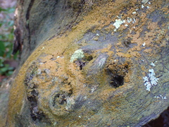 Lecanoromycetes