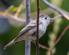 Empidonax hammondii