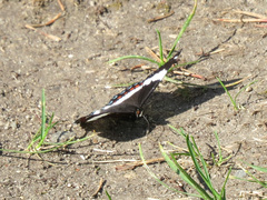 Limenitis arthemis rubrofasciata
