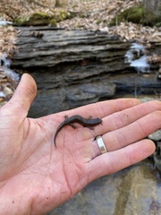 Desmognathus fuscus