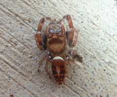 Opisthoncus sexmaculatus