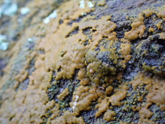 Lecanoromycetes
