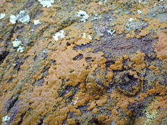 Lecanoromycetes
