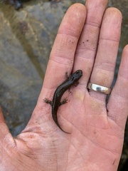 Desmognathus fuscus