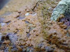 Lecanoromycetes