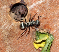 Polyrhachis cupreata