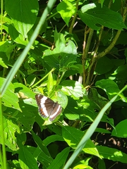 Limenitis arthemis rubrofasciata
