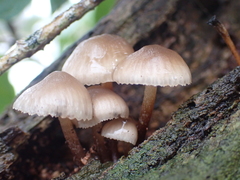 Mycena