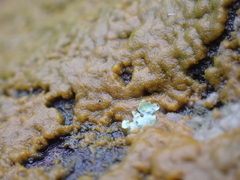 Lecanoromycetes