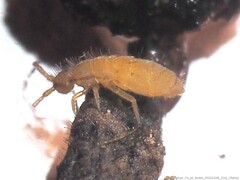 Isotominae