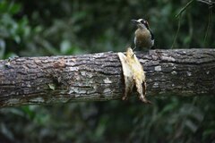 Melanerpes pucherani