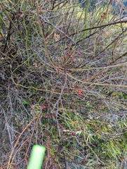 Rosa transmorrisonensis