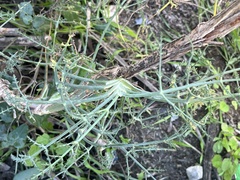 Foeniculum vulgare
