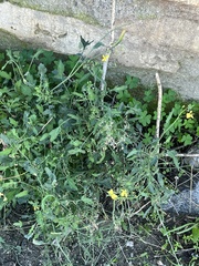 Foeniculum vulgare