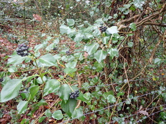 Hedera helix