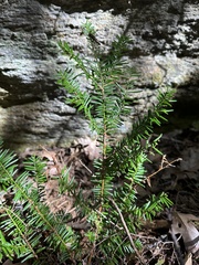 Taxus canadensis