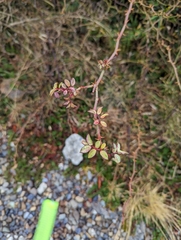 Rosa transmorrisonensis