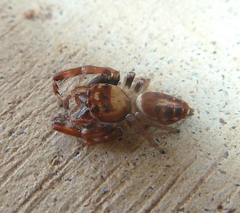 Opisthoncus sexmaculatus