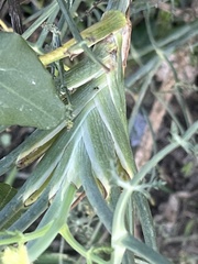 Foeniculum vulgare