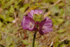 Sidalcea