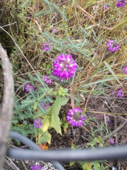 Dalea bicolor