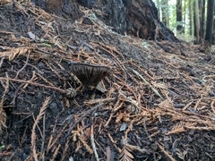 Gomphidius oregonensis