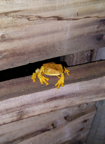 Semi-lined Tree Frog, Boana semilineata