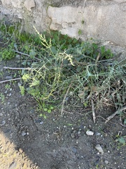 Foeniculum vulgare