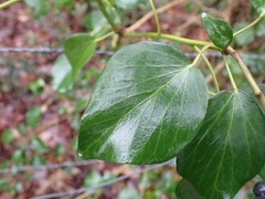 Hedera helix