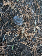 Gomphidius oregonensis