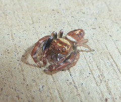 Opisthoncus sexmaculatus