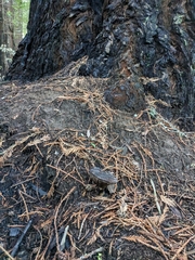 Gomphidius oregonensis