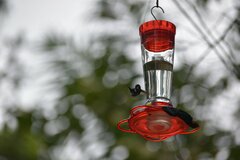 Chaetocercus berlepschi