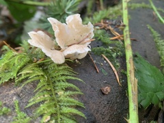 Pleurocybella porrigens