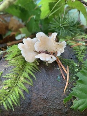 Pleurocybella porrigens