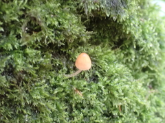 Fungi