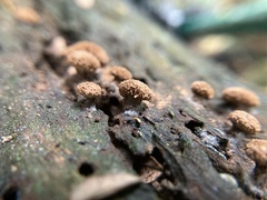 Tubifera microsperma