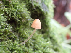 Fungi