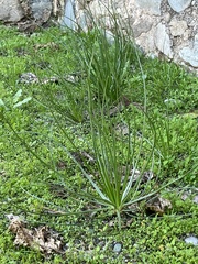 Asphodelus