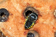 Megachile macularis
