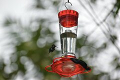 Chaetocercus berlepschi